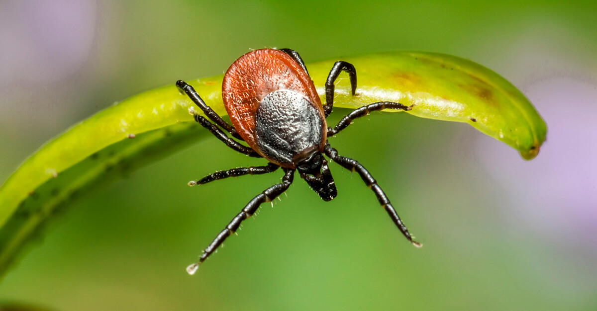 A new tick species is causing a variety of problems.