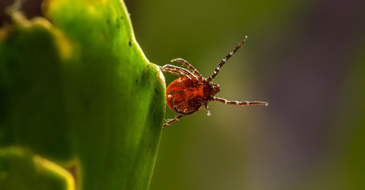 A tick-borne infection can quickly turn deadly.