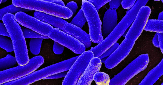 Magnified rod-shaped bacteria in blue under electron microscopy