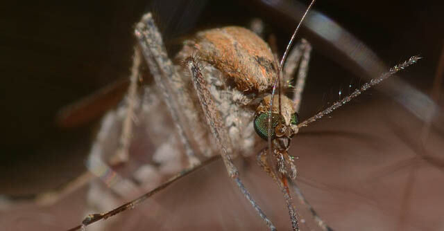 A new chikungunya vaccine prepares the immune system prior to infection.