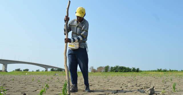 Man standing on cracked, dry farmland holding a wooden stake