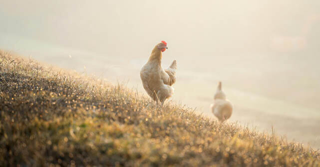 Health officials say the first H5N5 bird flu death highlights rising concerns about evolving bird flu strains.
