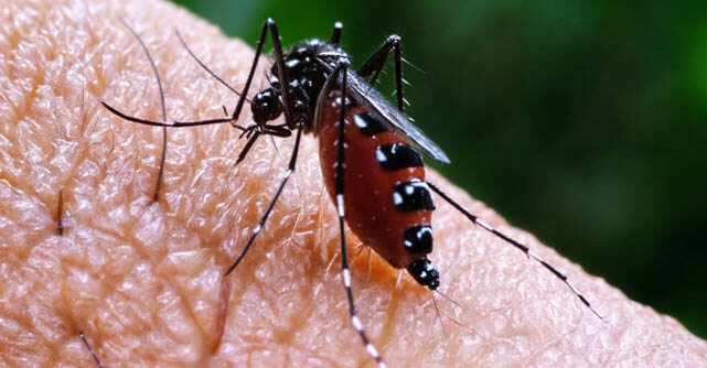 Researchers mapped asymptomatic dengue immunity, revealing how protection occurs without harmful inflammation.