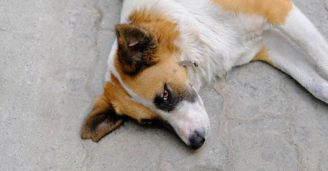 A new infectious bacterium in dogs shows how fast tick threats evolve.