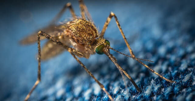 Researchers identified ARK1 as a key protein for malaria parasite growth.