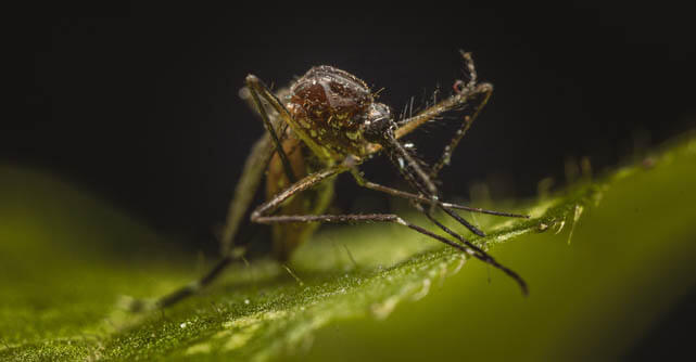 Close-up of a mosquito perched on a green leaf against a dark background