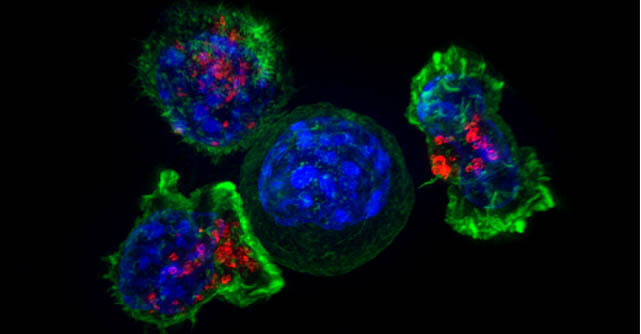 Aging immune decline may be reversible using temporary liver signaling.