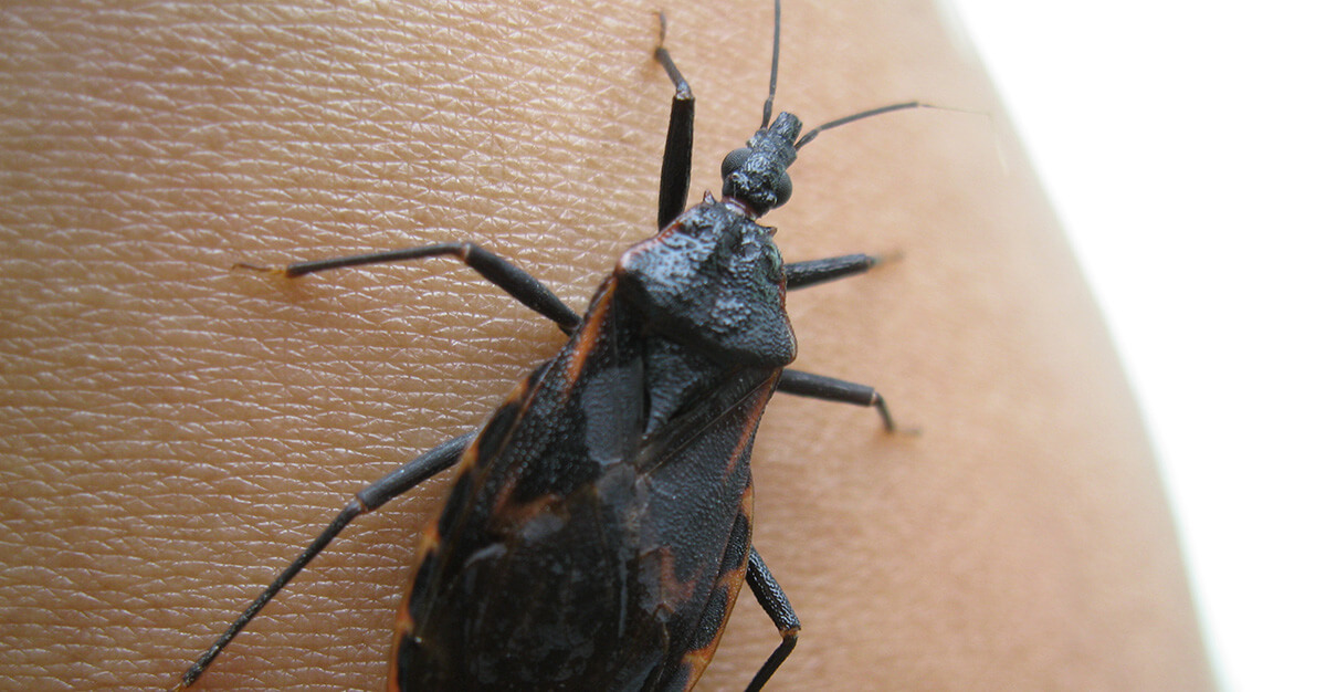 Triatoma is a genus of assassin bug in the subfamily Triatominae (kissing bugs)