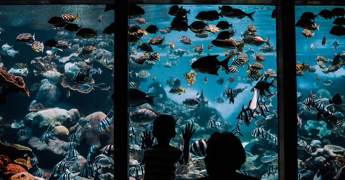 Child Watching Fish in Aquarium