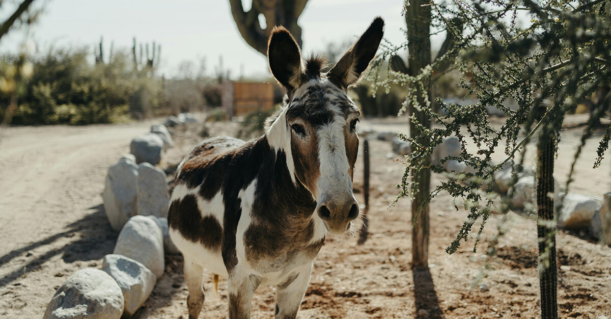 Donkey by Dirt Road
