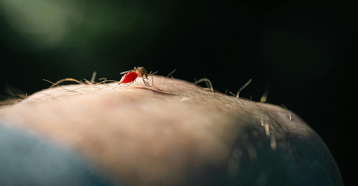 Close-up of Mosquito on Human Skin Drinking Blood