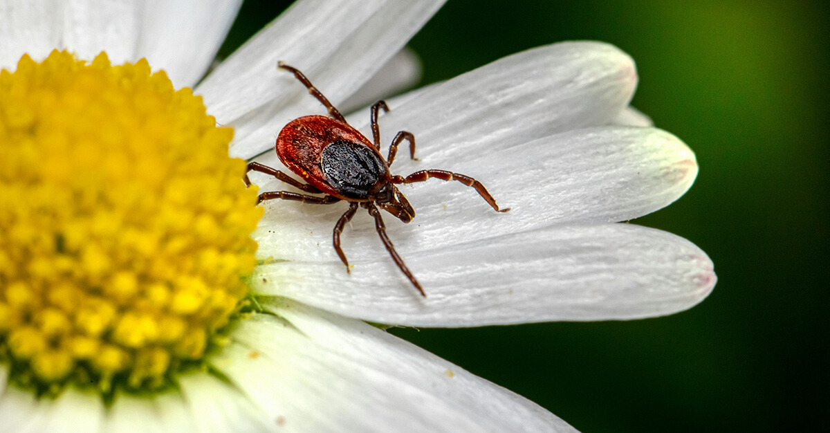 Close Up Photo of Tick on White Flower