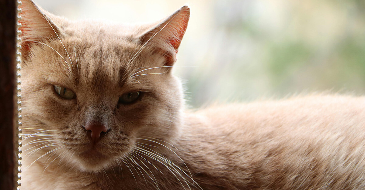 Toxoplasmosis may become a thing of the past.