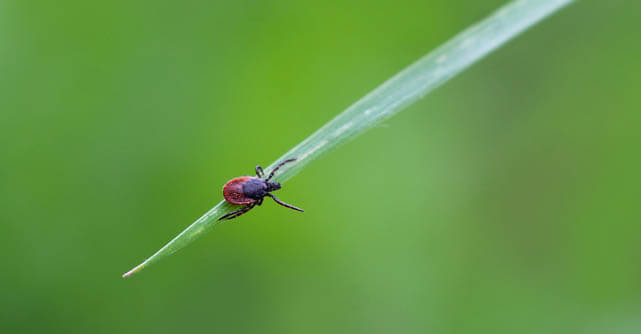 Close-up of a tick perched on a blade of grass