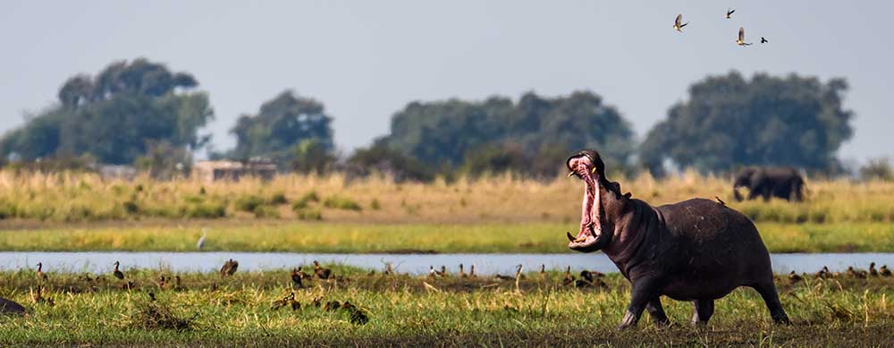 Hippos and other wildlife are all over Botswana. See them worry-free with the help of travel vaccinations and more from Passport Health.