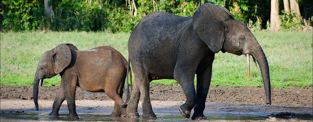 The CAR features a wide variety of wildlife and nature to explore. See it all with help from Passport Health's vaccination services.