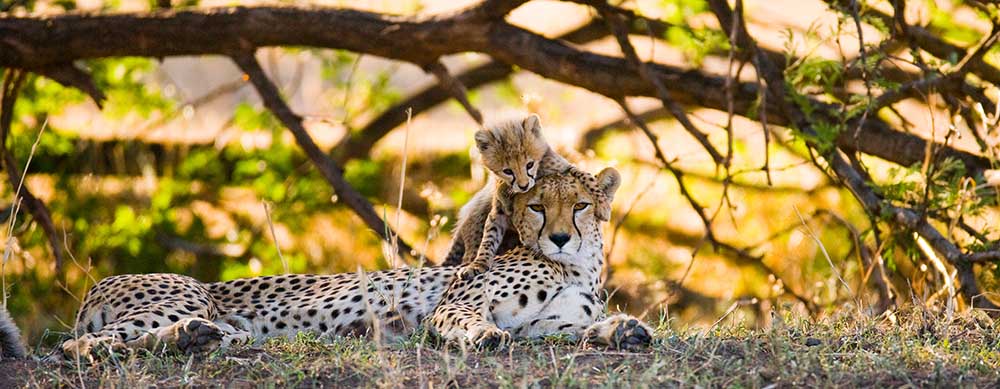 Central and Southern Africa is a popular destination. Make sure you stay healthy while abroad.