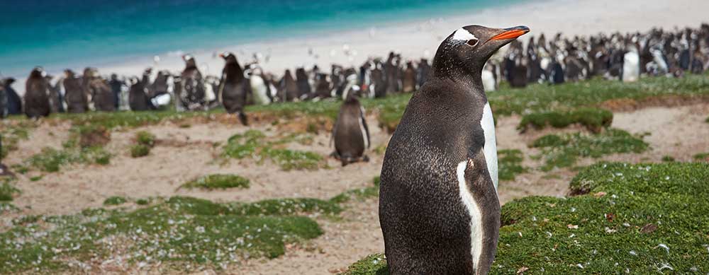 Penguins are all over the Falklands! See them and more while staying healthy with the help of Passport Health's travel vaccine services.