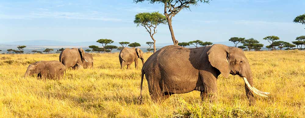 Safaris and wildlife are just two reasons to visit Kenya. Travel safely with the help of Passport Health and its premier travel vaccination services.