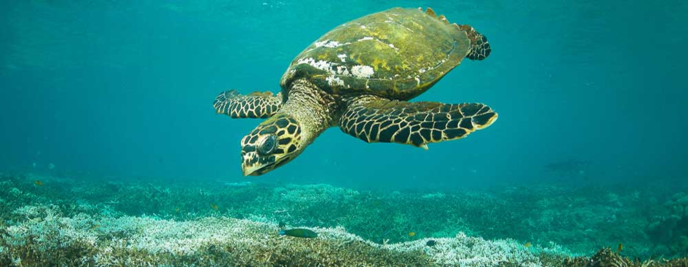 Wildlife and calm beaches are a major reason to visit Mayotte. Enjoy them to the fullest with travel vaccines and advice from Passport Health.