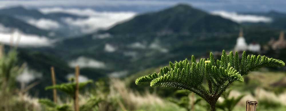 Amazing landscapes and fantastic urban areas make Norfolk Island very popular. But, infections are present. Learn more and stay protected with Passport Health.