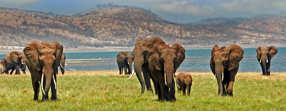 Wildlife and safaris are a major reason to visit Zimbabwe. Enjoy them to the fullest with travel vaccines and advice from Passport Health.
